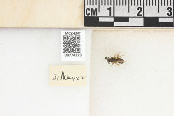 Media type: image;   Entomology 774223 Aspect: Labels